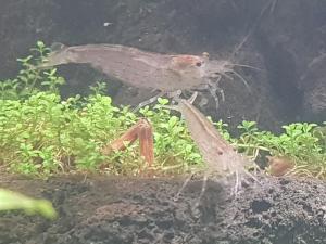 Caridina multidentata (japonica) ou crevette d'Amano