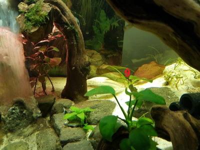 Sur cette photo on voit mieux l'Echinodorus Ozelot Red