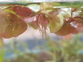 Phyllanthus Fluitans
