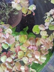 Phyllanthus Fluitans