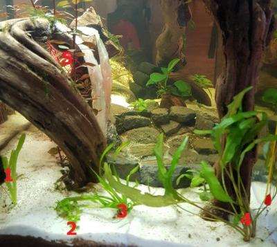 Plantation du coin gauche de l'aquarium