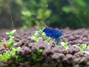 Neocaridina heteropoda Blue Velvet