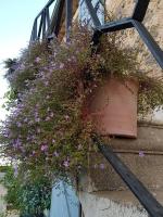 Des fleurs de Bacopa