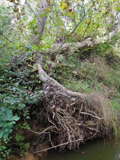 Une petite rivière près de chez moi