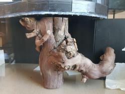 Ma souche de vigne