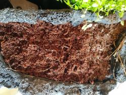 Substrat nourricier pour plantes d'aquarium et fibres de noix de coco