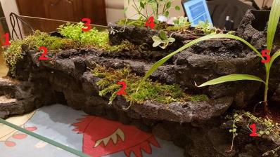 Les plantes émergées