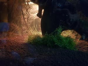 La petite lampe sous la grotte