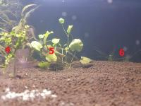 Les plantes immergées à gauche