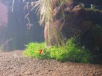 Les plantes immergées à droite