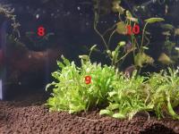 Les plantes immergées à l'extrème droite