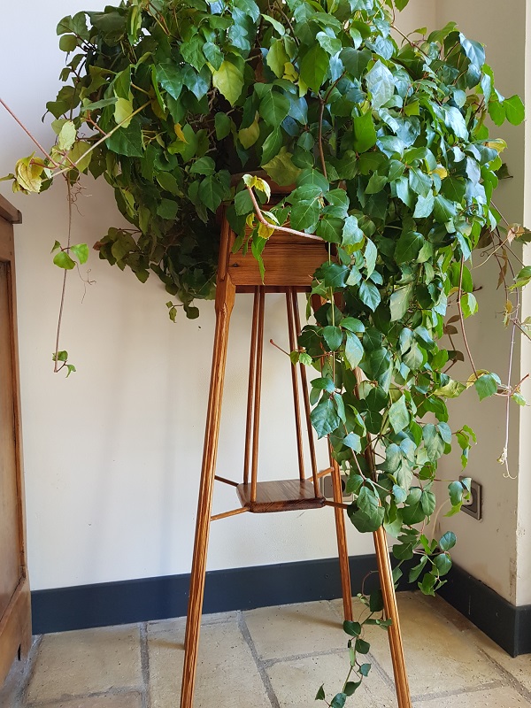 Sellet et plante 2