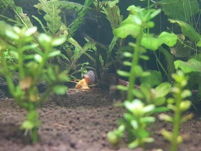 Tylomelania sp pure orange