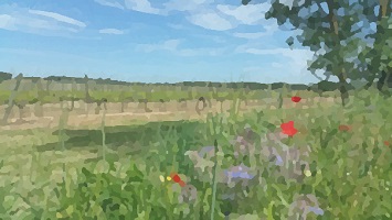 Vignes aquarelle